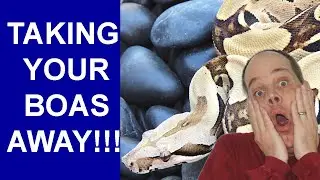 ALERT: Potential New Law Would be DISASTROUS to Reptile Keeping! (The End of Pet Boas?)