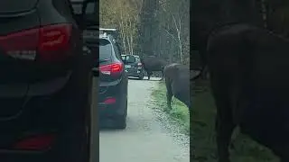 Bison incident at Parc Omega - Quebec #shorts #bison #animals #zoo