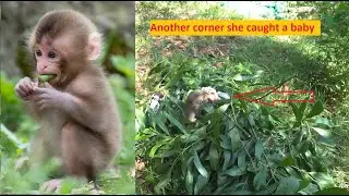 She heard monkey sounds and started making monkey traps|trap monkey baby