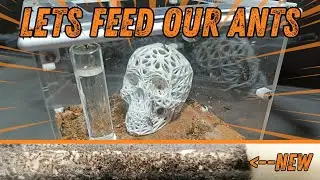 Lets feed our ants! And see some new colonies!