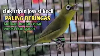 CIAK TRIPLE JOSS SI KECIL PALING BERINGAS ||| JADIKAN KECIAL CEPAT IKUT GACOR|| @zgkicaulombok6363 