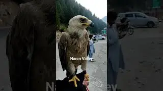 Eagle, baaz, auqab, cheel, Goshawk, Naran Kaghan Valley #short #shorts #nature