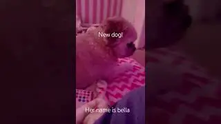my new dog!!!! #vlog #aicover #roblox #haveitoldyoulatelythatiloveyou #memes #preppy #butifyouclosey