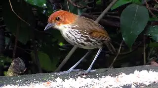 Bread Crumbs for this Chestnut-crowned Antpitta