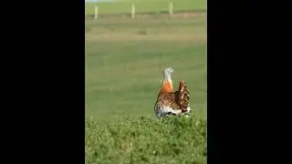 Avutardas al sol #wildlife #shorts #villafafila #avutarda