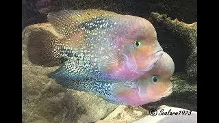 Vieja Melanura (vieja Synspilum spotted)