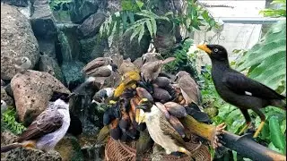 home aviary birds