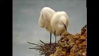 Little Egrets - Kl. Zilverreigers Dangerous nesting place )