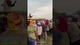 Momen Buruh Tebang Tebu Didatangi Nyonya Lee