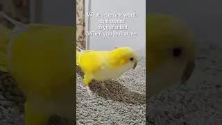 Квакерский попугай #короткий