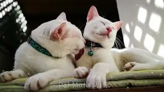 Cat Music🐱 Gentle Piano for Cats | Music to Ease Stress, Sleep Deeply & Feel at Home 🎶