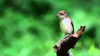 Tiger Shrike-Singapore