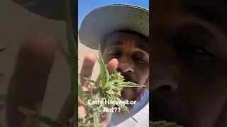 The struggles of outdoor Cannabis Growing