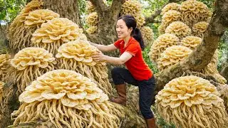 Harvesting Wild Forest Mushrooms from Hollow Trees Sold Out Fast at Market | Jungle life