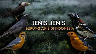 ANIS LIAR INDONESIA | Jenis-Jenis Burung Anis, Suara Merdu & Spesies Langka