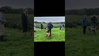 Dog reactivity training from our Residential Retreat Aug 2023