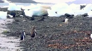 Good News visita Antártica, parte 1