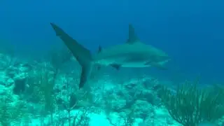 1shark 1