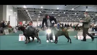 Euro Dog Show 2021 Fantastic of Miki kennel