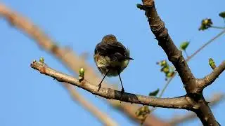 Common chiffchaff, Boisar, MH,  India