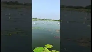 Lotus lake view