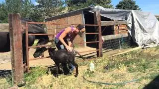 Faith Martin Gives Mini Baby Donkey Her First Bath!