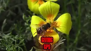 Knowleged about bees #bees #animals #beefacts 