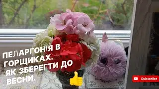 Пеларгонія в горщиках.  Як зберегти до весни .