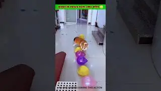 Is Kutkut the best balloon popper? 😳