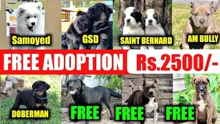 FREE ADOPTION | Rs.2500/- only | Am bully | Doberman | Gsd | samoyed | Saint Bernard |Rottweiler