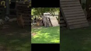 Chicken chasing dog 🤣 #dog #chicken #pets #animals #cute #cutepetjourney