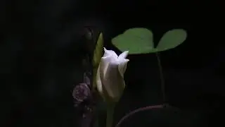 Moonflower Blooming