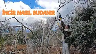 Rejuvenation Pruning on Fig Tree