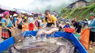 Harvesting 200Kg Giant Catfish, Use 3-Wheeled Truck Transport Many Catfish Goes To Market Sell