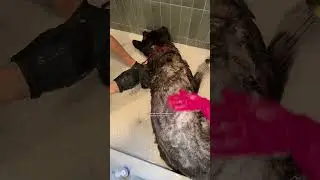 Let&rsquo;s give my foster dog a bath🛁🩷 #doggrooming #dogbath #fosterdog