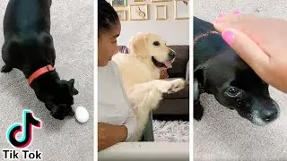 Dog Moms Test Tik Tok Dog Trends