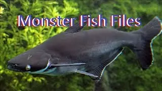MONSTER FISH FILES: IRIDESCENT SHARK [Pangasianodon hypophthalmus] [Care Guide]