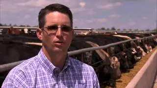 ProTernative-Active Dry Yeast Probiotic for Stressed Cattle