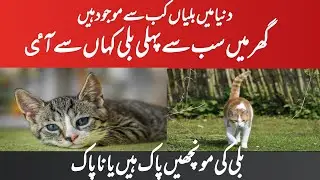 Cat history I First home cat I Bili ki monchein pak hn ya napak I#cat inform