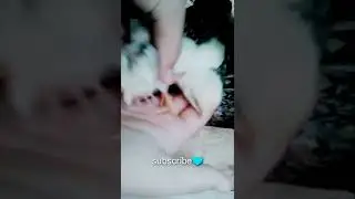 cute little babies |#animalshorts #birdsshorts #cutelittlebaby #cutebirds #cutechicks #shorts#viral