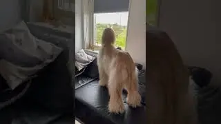 Legolas, the Afghan Hound, my Superstar! 🤩