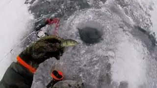 Lake Simcoe First Ice Cooks Bay Jumbo Perch