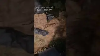 😱Breaking news Tiger Footage🚨#tiger #trending #viral #wildlife #rescue ##kakinada #kkdnews #exotic