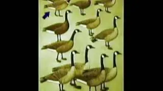 Canada Goose ID Part 4 of 7 - RESIDENT CANADA GOOSE NUMBERS