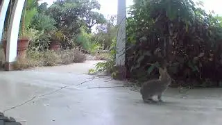 Critter Cam: Tiny Bunny