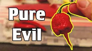 This Pepper Will Ruin Your Day - Reviewing The 7 Pot Primo Chili Pepper (+ Some Tasty Mild Ones)
