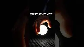 The Japanese Secret to Living 100+ Years (No Retirement Needed!) #japanese #shortvideo #philosophy