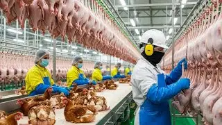 How Millions of Chickens Are Processed Daily | Inside a Modern Chicken Factory (full process)