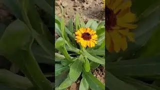 My Calendula  | Winter flower | Bright yellow colour | Beautiful | Terrace garden #nature #shorts