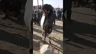 Quetta mandi Biggs Goat smart and Quality Goat Badi Bakri بڑی بکری#goat #sadiq love goats #shorts 🇵🇰